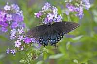 Tiger Swallowtail 2523